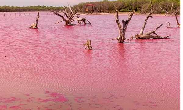 Filadelfia: Fenómeno tiñe de rojo laguna en Isla Po'i - OviedoPress