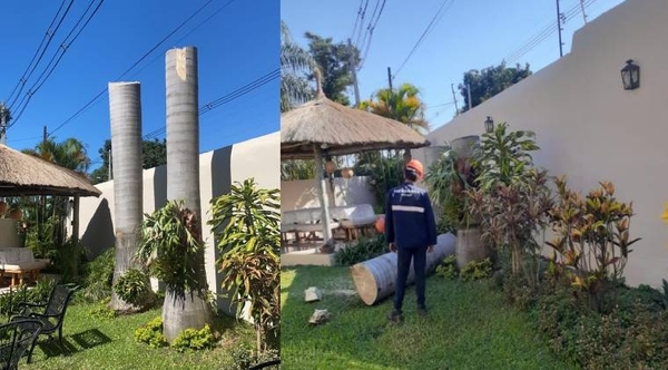 Diario HOY | Polémica tras poda de palmeras que eran 'casa' de aves: ANDE sale al paso de críticas