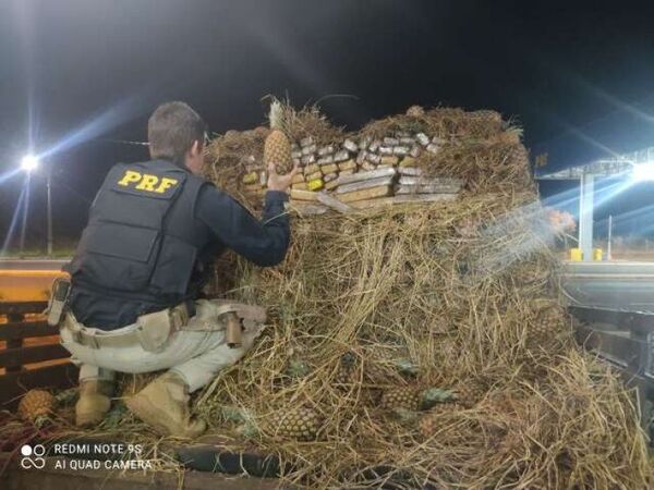 Vendedor de piña arrestado en Ponta Porã con marihuana escondido en medio de carga