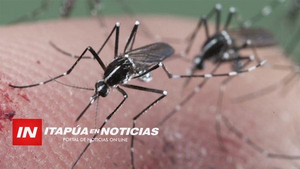 ANTE INVASIÓN DE LOS "MOSQUITOS KAVAJU”, SENEPA INICIA DESDE HOY FUMIGACIÓN ESPACIAL. - Itapúa Noticias