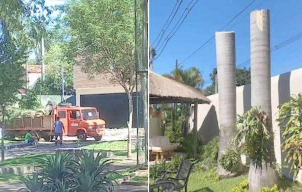 Crónica / ANDE cortó de cuajo la “casa” de los papagayos