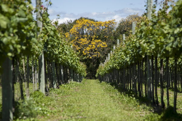 Brasil compite con vinos por el mercado colombiano de 55 millones de dólares - MarketData