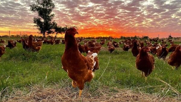 Al Campo: la primera granja avícola paraguaya en contar con certificación internacional de bienestar animal
