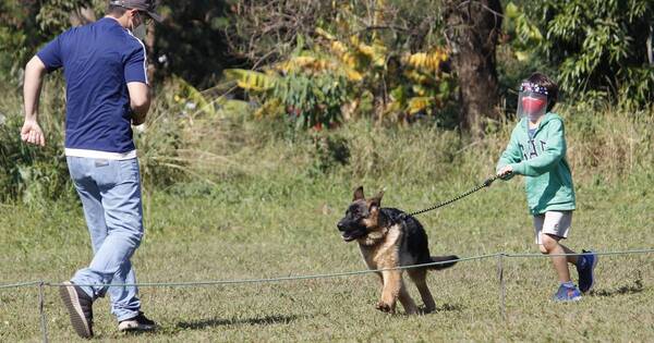 La Nación / Siguen las inscripciones para perros de raza pastor alemán