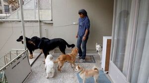 Ni perros ni gatos, Irán se plantea la prohibición de las mascotas