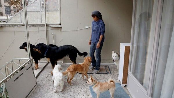 Ni perros ni gatos, Irán se plantea la prohibición de las mascotas