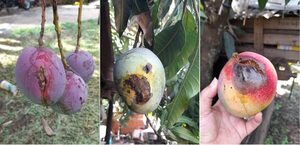 SENAVE investiga extraña enfermedad detectada en mangos