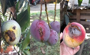 Diario HOY | ¿Qué pasa con los mangos?: Investigan extraña enfermedad detectada en sus frutos