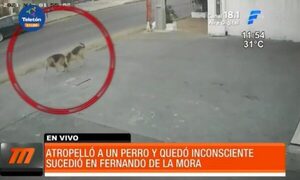 Atropelló a un perro y terminó inconsciente en el asfalto | Telefuturo