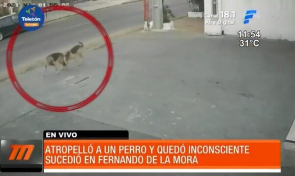 Atropelló a un perro y terminó inconsciente en el asfalto | Telefuturo