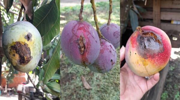 ¿Qué pasa con los mangos?: Investigan extraña enfermedad detectada en sus frutos