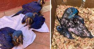 La Nación / Guacamayos azules rescatados sorprenden por su recuperación en el zoológico de Asunción