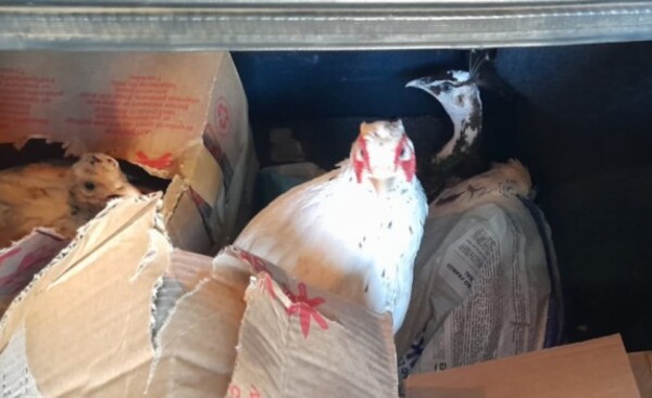 Frenan ingreso ilegal de aves en zona primaria de Ciudad del Este