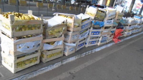 El ingreso ilegal de bananas puede traer enfermedades