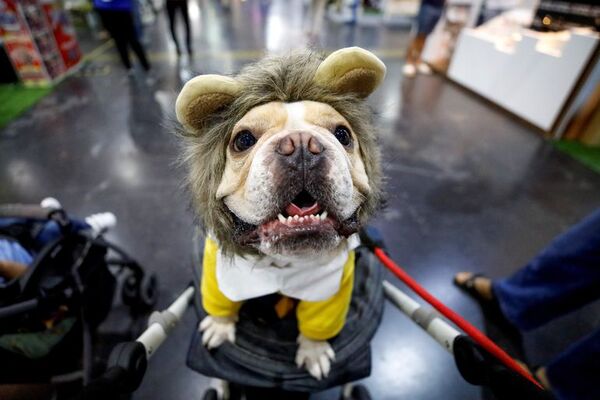 España aprueba una ley para que los animales dejen de ser considerados cosas - Mascotas - ABC Color