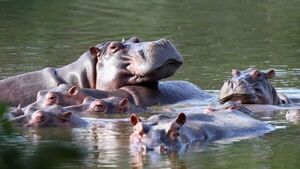 Hipopótamos contraen COVID-19 en un zoológico