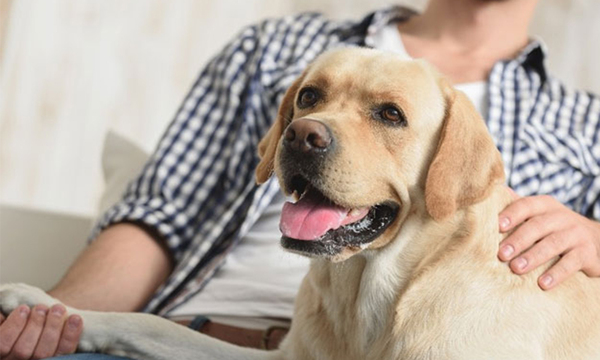 Irán prohibirá perros y gatos como mascotas por "impuros" - OviedoPress