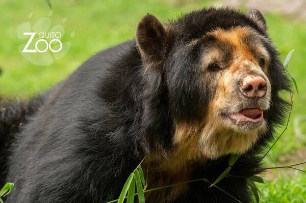 El último adiós a Pablo, el oso andino más longevo del Zoológico de Quito - El Independiente