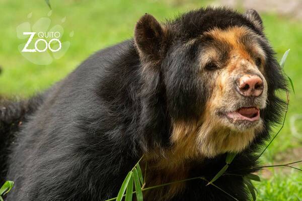 El último adiós a Pablo, el oso andino más longevo del Zoológico de Quito - El Independiente