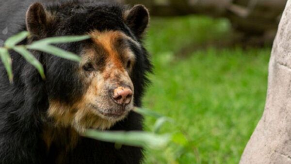 Fallece Pablo, el oso andino más longevo del Zoológico de Quito