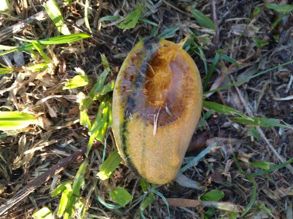 Ante invasión de mosca de la fruta, sepa cómo proteger sus mangos - Nacionales - ABC Color