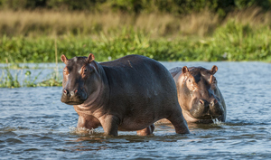 Dos hipopótamos de un zoológico dieron positivo a covid-19