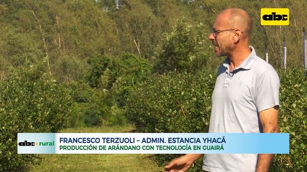 Producción de arándano con tecnología en Guairá - ABC Rural - ABC Color