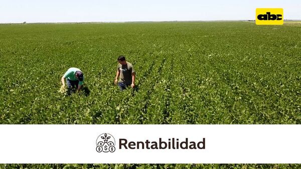 Resultados de fertilización de base en soja, en campos bajos - ABC Rural - ABC Color