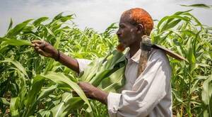 Cinco países de América Latina sufren el impacto de aumentos de precios en alimentos