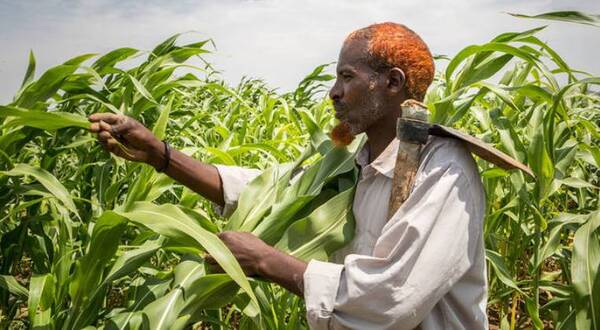 Cinco países de América Latina sufren el impacto de aumentos de precios en alimentos