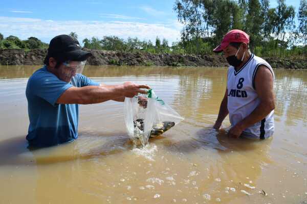 Yacyretá inicia trabajos de reproducción inducida de peces en sus estaciones - .::Agencia IP::.