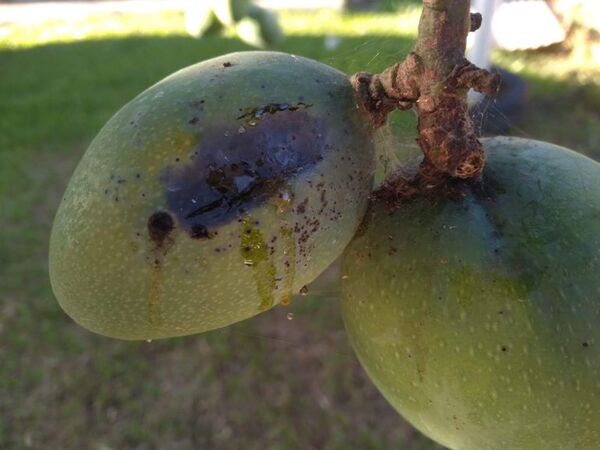 Trampa casera para eliminar a la “mosca de la fruta” que afecta al mango - Nacionales - ABC Color