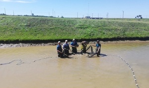 Yacyreta inicia trabajos de reproducción inducida de peces en sus estaciones