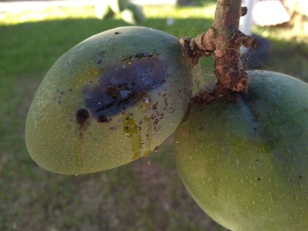 Recomiendan trampa casera para eliminar a la “mosca de la fruta” que afecta al mango  - A La Gran 7-30 - ABC Color