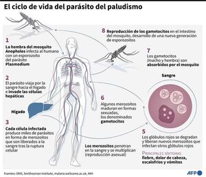OMS: El mundo evitó el peor escenario en la lucha contra la malaria - Mundo - ABC Color