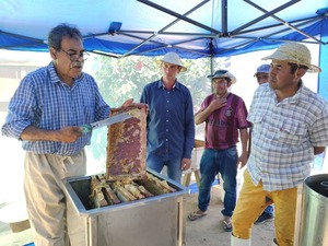 Cosecha con excelente producción de miel de abeja en el Ñeembucú - .::Agencia IP::.