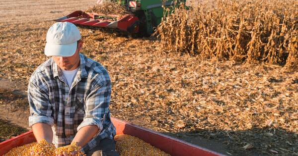 La Nación / Campañas agrícolas consolidan una mejor expectativa económica