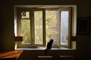 Descubren un centenar de gatos muertos en una casa en Francia - Mascotas - ABC Color