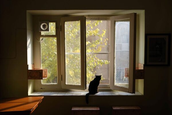 Descubren un centenar de gatos muertos en una casa en Francia - Mascotas - ABC Color