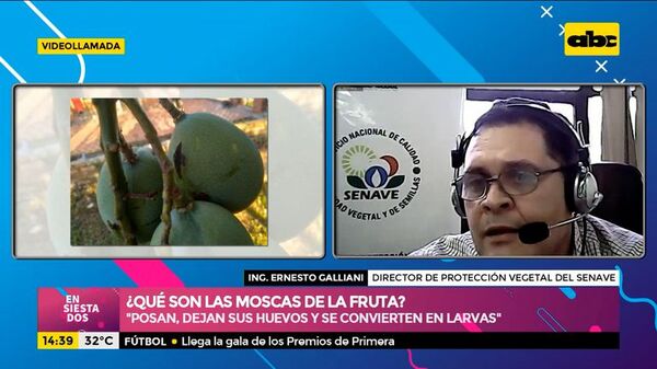 La mosca de la fruta: ¿afecta solo a los mangos? - Ensiestados - ABC Color