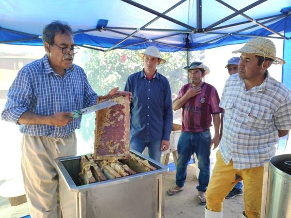 Cosecha con excelente producción de miel de abeja en el Ñeembucú - ADN Digital