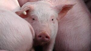 Ingresos por exportación de carne de cerdo se incrementaron 11% (Georgia y Uruguay, los principales compradores)