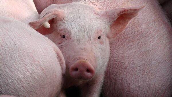 Ingresos por exportación de carne de cerdo se incrementaron 11% (Georgia y Uruguay, los principales compradores)