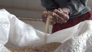 Campañas agrícolas consolidan una mejor expectativa económica