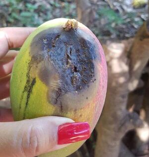 Mango: análisis confirman ataques de mosca de la fruta y un tipo de hongo - Nacionales - ABC Color