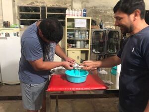 Piscicultura: realizan reproducción inducida de peces en estaciones de piscicultura - Nacionales - ABC Color