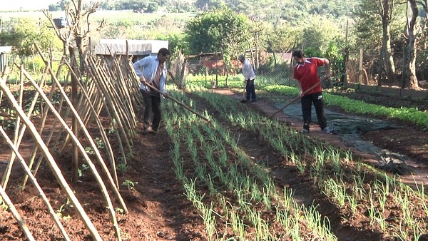 Preparan primera feria de hortigranjeros en Pdte. Franco, con productos orgánicos - La Clave