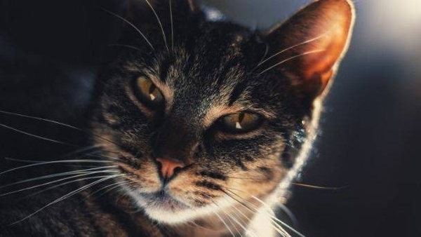 Diario HOY | Científicos desarrollan cuestionario para identificar si su gato es un psicópata