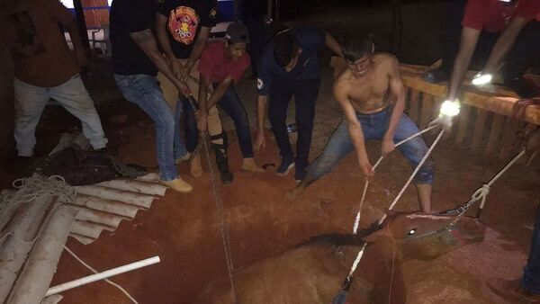 Rescatan con tractor a yegua que cayó a un pozo de 3 metros