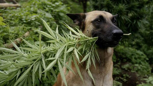 Alimento para perros a base de marihuana es tendencia en Uruguay